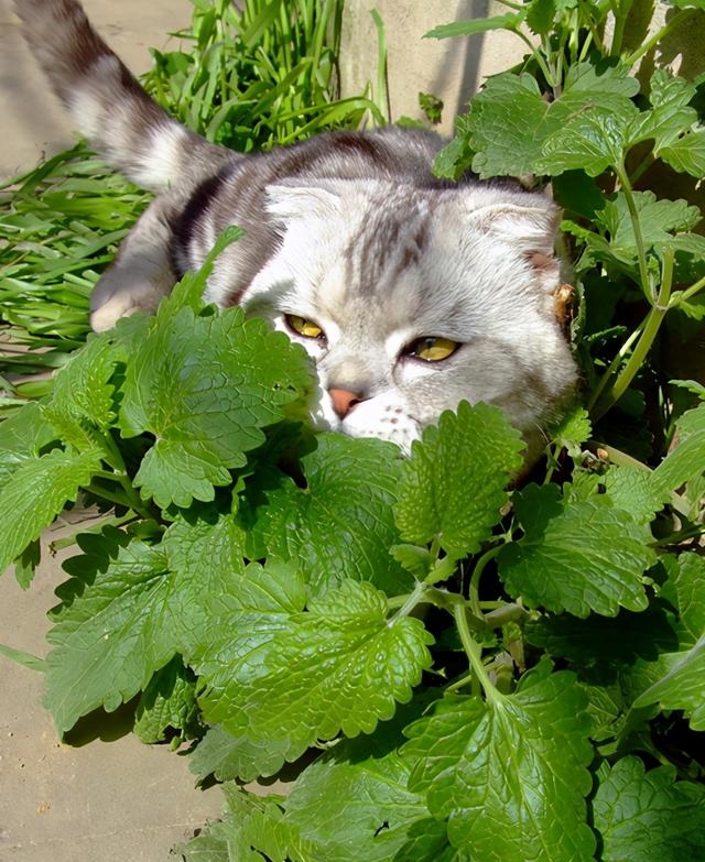 猫薄荷可以吃吗（神奇的猫薄荷注意事项）