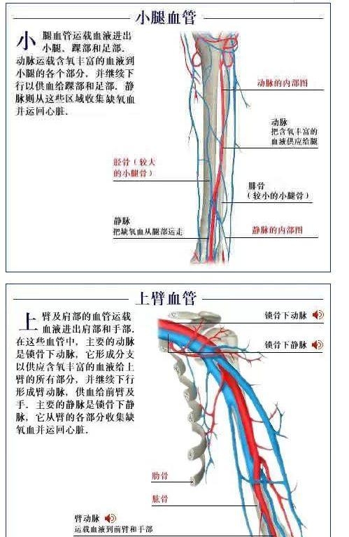 人体内部结构分布图分享（史上最全的人体各部位解剖全图）