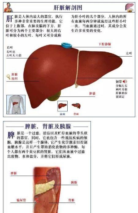 人体内部结构分布图分享（史上最全的人体各部位解剖全图）