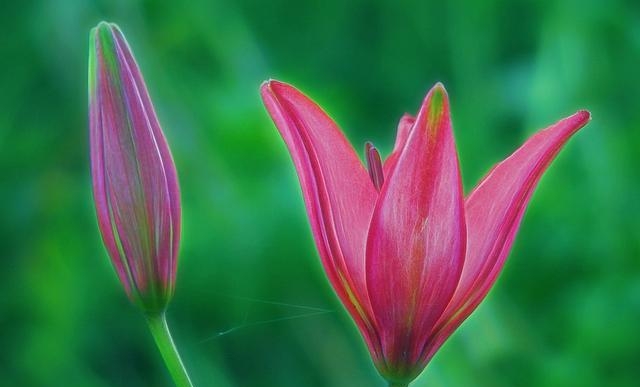 百合花图片有哪些呢（百合鲜花你见过多少）