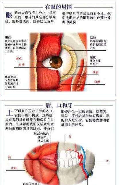 人体内部结构分布图分享（史上最全的人体各部位解剖全图）