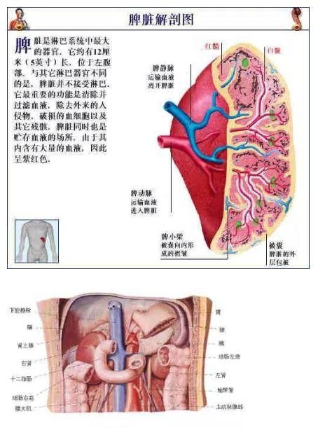 人体内部结构分布图分享（史上最全的人体各部位解剖全图）