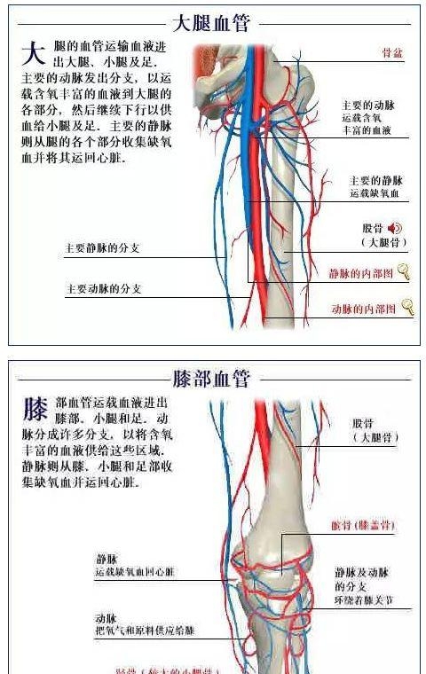 人体内部结构分布图分享（史上最全的人体各部位解剖全图）