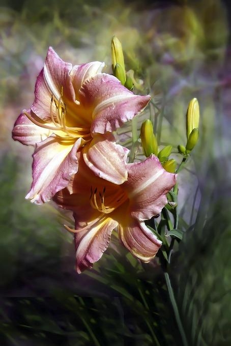 百合花图片有哪些呢（百合鲜花你见过多少）