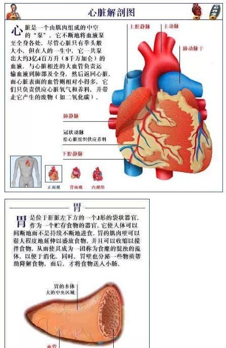 人体内部结构分布图分享（史上最全的人体各部位解剖全图）