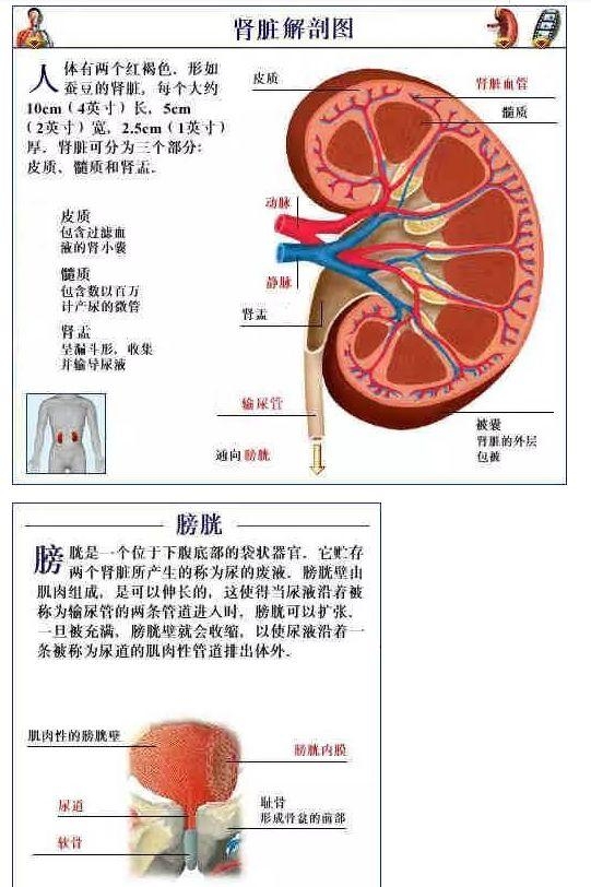 人体内部结构分布图分享（史上最全的人体各部位解剖全图）