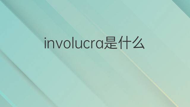 involucra是什么意思 involucra的翻译、读音、例句、中文解释