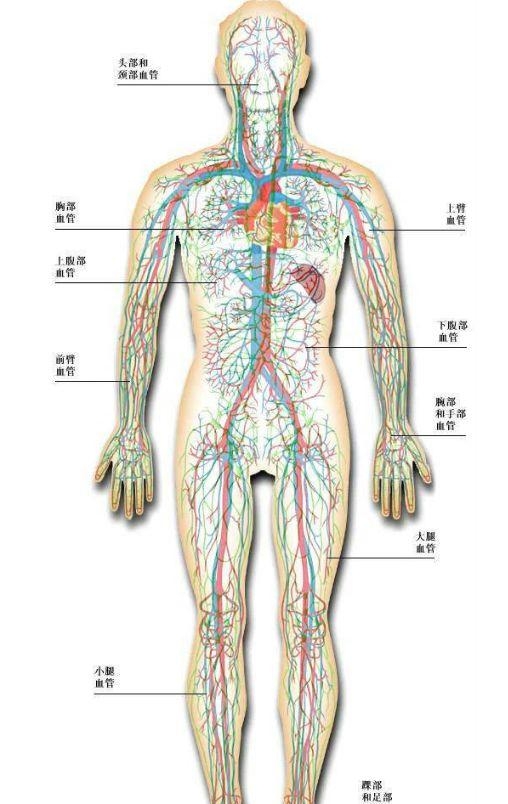 人体内部结构分布图分享（史上最全的人体各部位解剖全图）