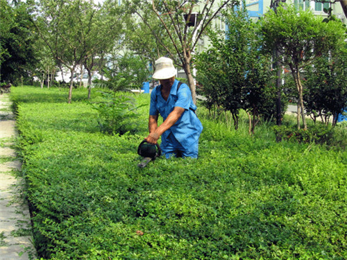 小区没有物业怎么办