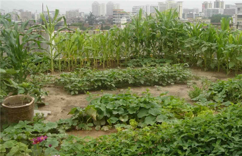 楼顶可以直接铺土种菜吗