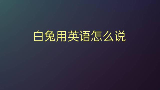 白兔用英语怎么说 白兔的英语翻译