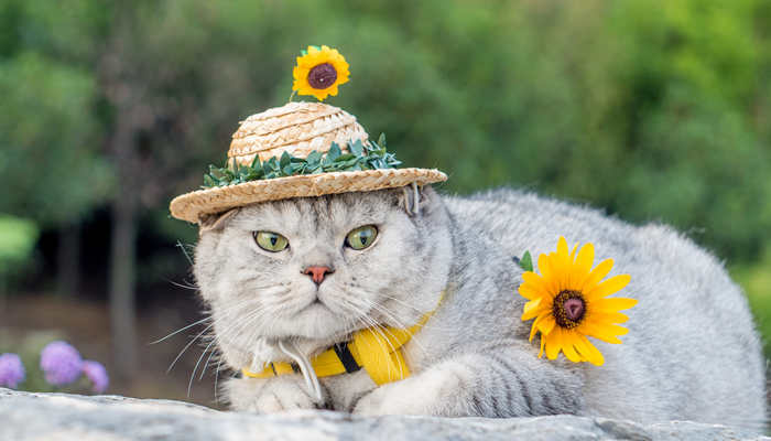 女人梦见可爱的小猫崽 