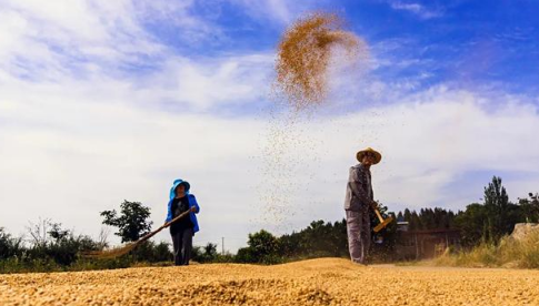 2023千年大旱爆发粮食危机吗_2023年2024年严重缺粮吗