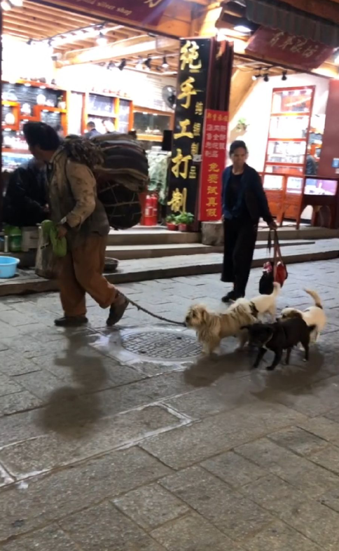 抖音正能量带着五只狗在大理流浪_大理爱心流浪汉（图文）