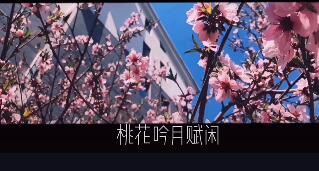 桃花吟月赋闲是什么歌_抖音桃花吟月赋闲歌曲介绍（图文）