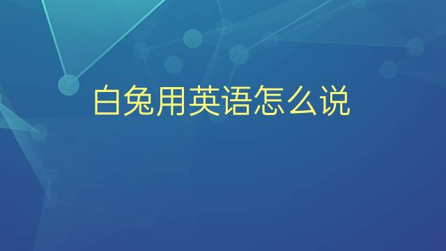 白兔用英语怎么说 白兔的英语翻译