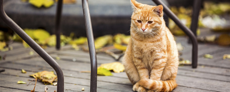 梦见大黄猫 