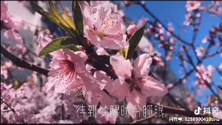 桃花吟月赋闲是什么歌_抖音桃花吟月赋闲歌曲介绍（图文）