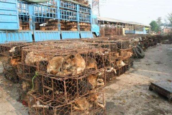 狗肉节是哪里的 狗肉节是什么时候