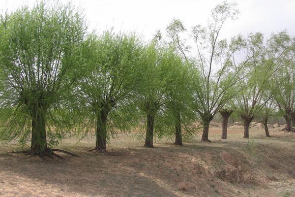 柳树靠什么传播种子 柳树什么时候发芽（季节）