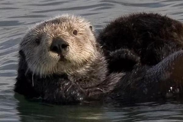 水獭为什么会拖人下水 水獭的智商有多高