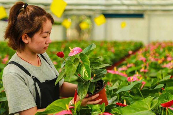 花卉种植技术在哪里学，建议报培训班