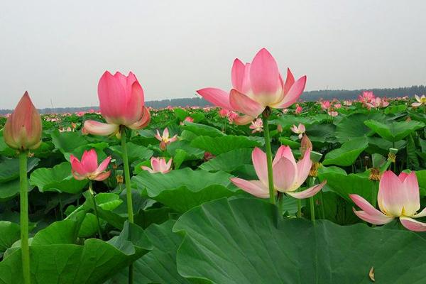 荷花种苗是什么？荷花种苗种植技术