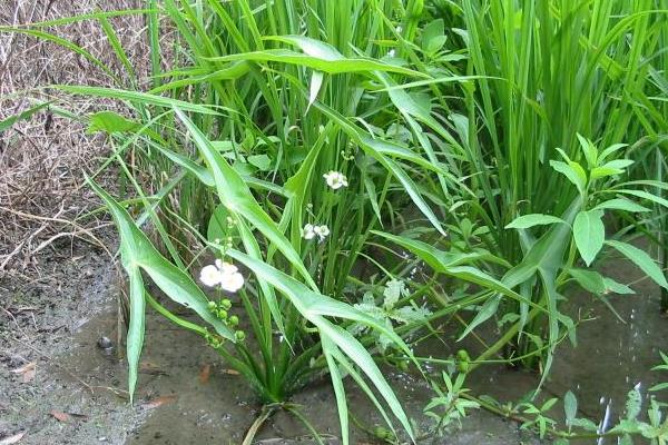 稻田野慈姑用什么除草剂好