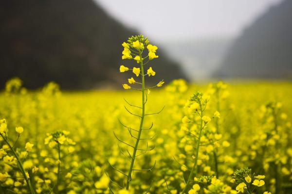 青海油菜花在哪里 门源油菜花什么时候开 青海湖门源油菜花花期是几月