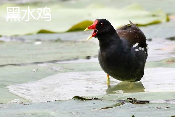 黑水鸡和黑水鸭、白骨顶的区别是什么 黑水鸡的养殖需要注意哪些