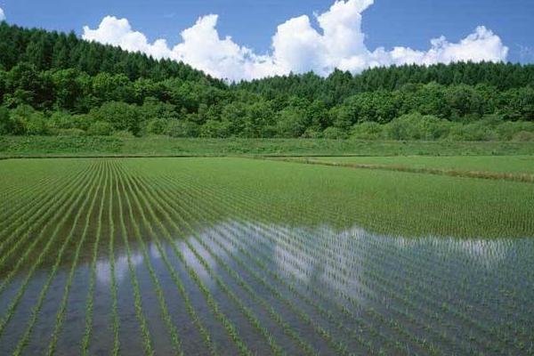 江西哪有泥鳅养殖场？高安市合作社较多