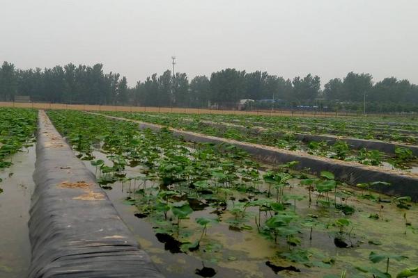 江西哪有泥鳅养殖场？高安市合作社较多