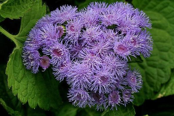 霍香蓟花语是什么 霍香蓟什么时候开花（花期是几月）