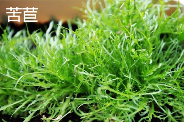 苦苣和苦菊、茼蒿、荠菜的区别是什么