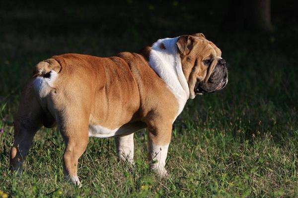 英国斗牛犬有攻击性吗 英国斗牛犬怎么看品相