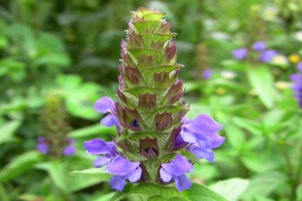 夏枯草治甲亢吗 夏枯草治乳腺增生吗