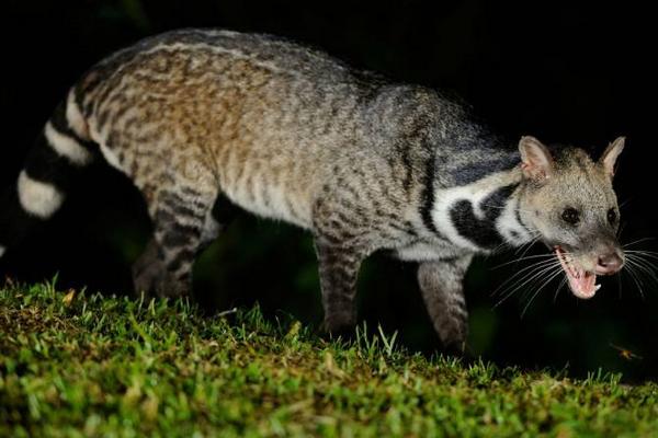 灵猫是几级保护动物 灵猫可以人工养殖吗