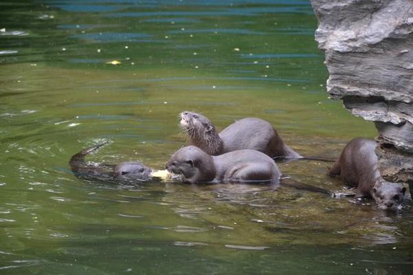 宠物水獭好养吗 水獭会跟人产生感情吗