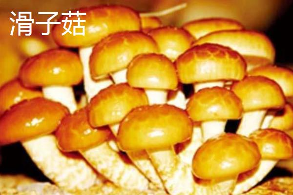 滑子菇、松茸、茶树菇之间的区别是什么  滑子菇价格多少钱一斤