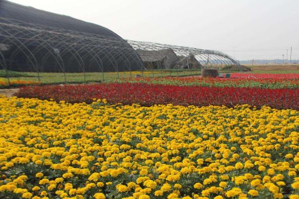 花卉种植技术在哪里学，建议报培训班