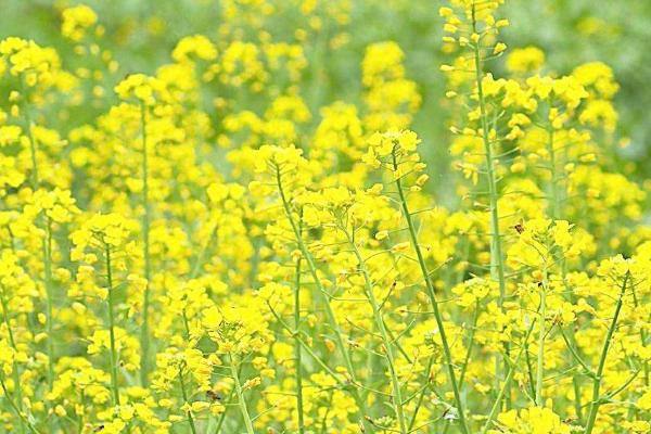 油菜花是什么颜色 油菜花有几个花瓣