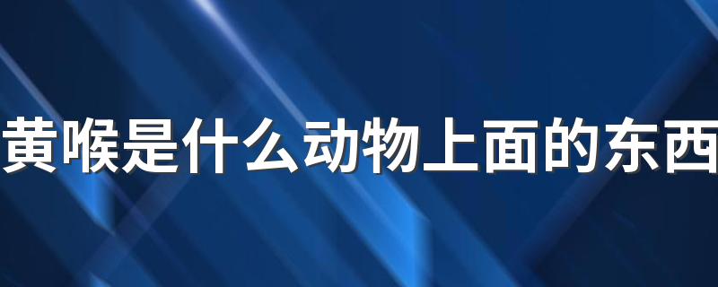 黄喉是什么动物上面的东西