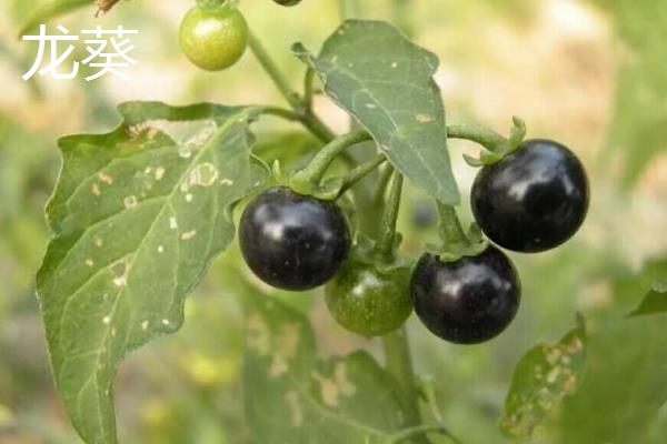 白花菜和青花菜、松花菜、龙葵的区别是什么 白花菜怎么食用