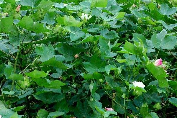 最早种植棉花的是哪个国家 棉花生长周期多长