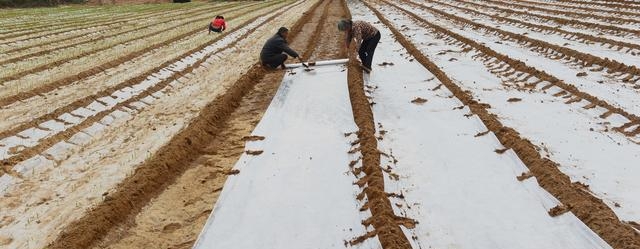 大蒜什么时候种植最好（种大蒜的最佳黄金时间）