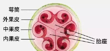 西瓜哪里甜一点呀（揭秘西瓜中间为何最甜）