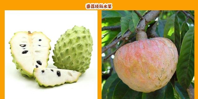 所有水果的名称和图片大全（盘点42个科154种水果）