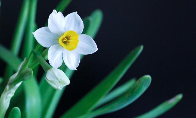 水仙花开完花以后怎么处理好（水仙花二次开花方法）