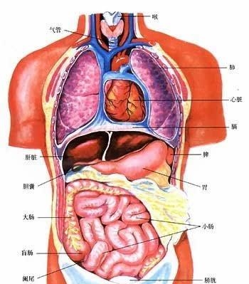 人的器官有哪些部位（人体五脏六腑器官分布图）