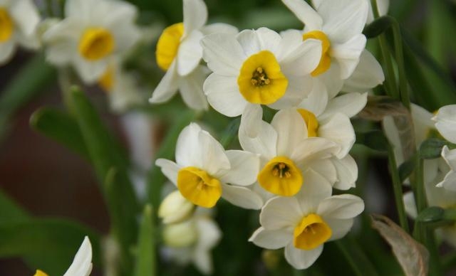 水仙花开完花以后怎么处理好（水仙花二次开花方法）